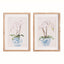 Napa Includes mat POTTED PHALAENOPSIS PRINTS, SET OF 2