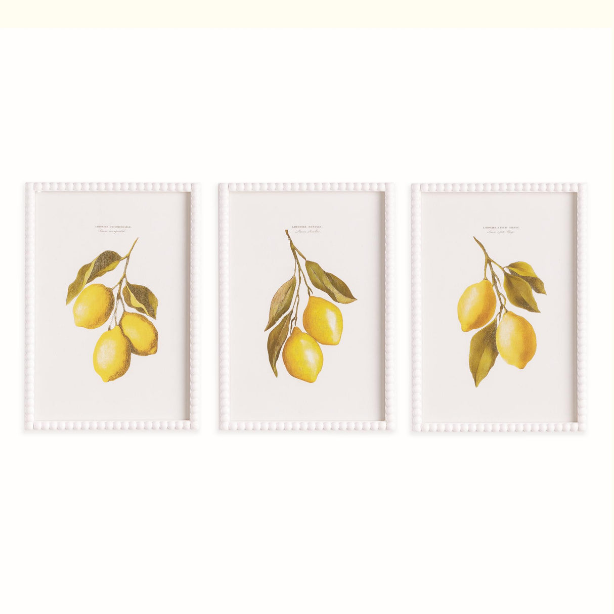 Napa  LEMON CUTTINGS STUDY, SET OF 3