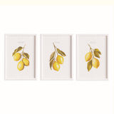 Napa  LEMON CUTTINGS STUDY, SET OF 3