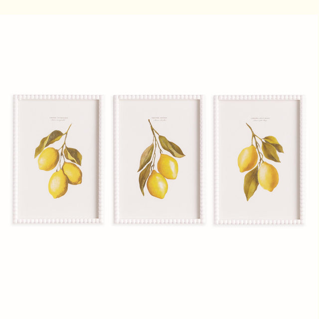 Napa  LEMON CUTTINGS STUDY, SET OF 3