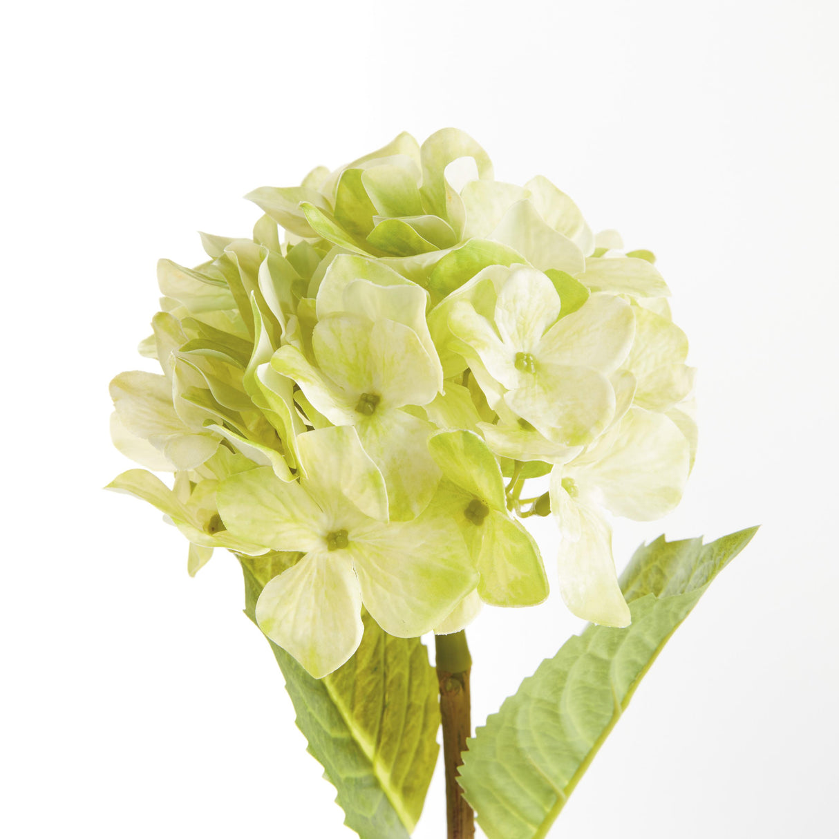 Napa Green HYDRANGEA STEMS 18", SET OF 6