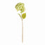 Napa Green MOPHEAD HYDRANGEA STEMS 30.5"