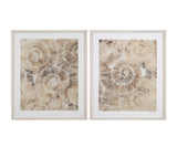 Bassett Brown Fossil Nautilus I Framed Print