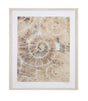 Bassett Brown Fossil Nautilus II Framed Print
