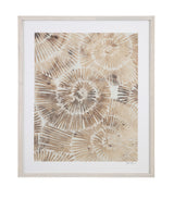 Bassett Brown Fossil Nautilus II Framed Print