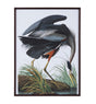 Bassett Gray Audubon Great Blue Heron Framed Print