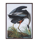 Bassett Gray Audubon Great Blue Heron Framed Print
