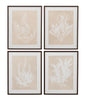 Bassett Beige, Dark Walnut Frame Marine Species Framed Print s/4
