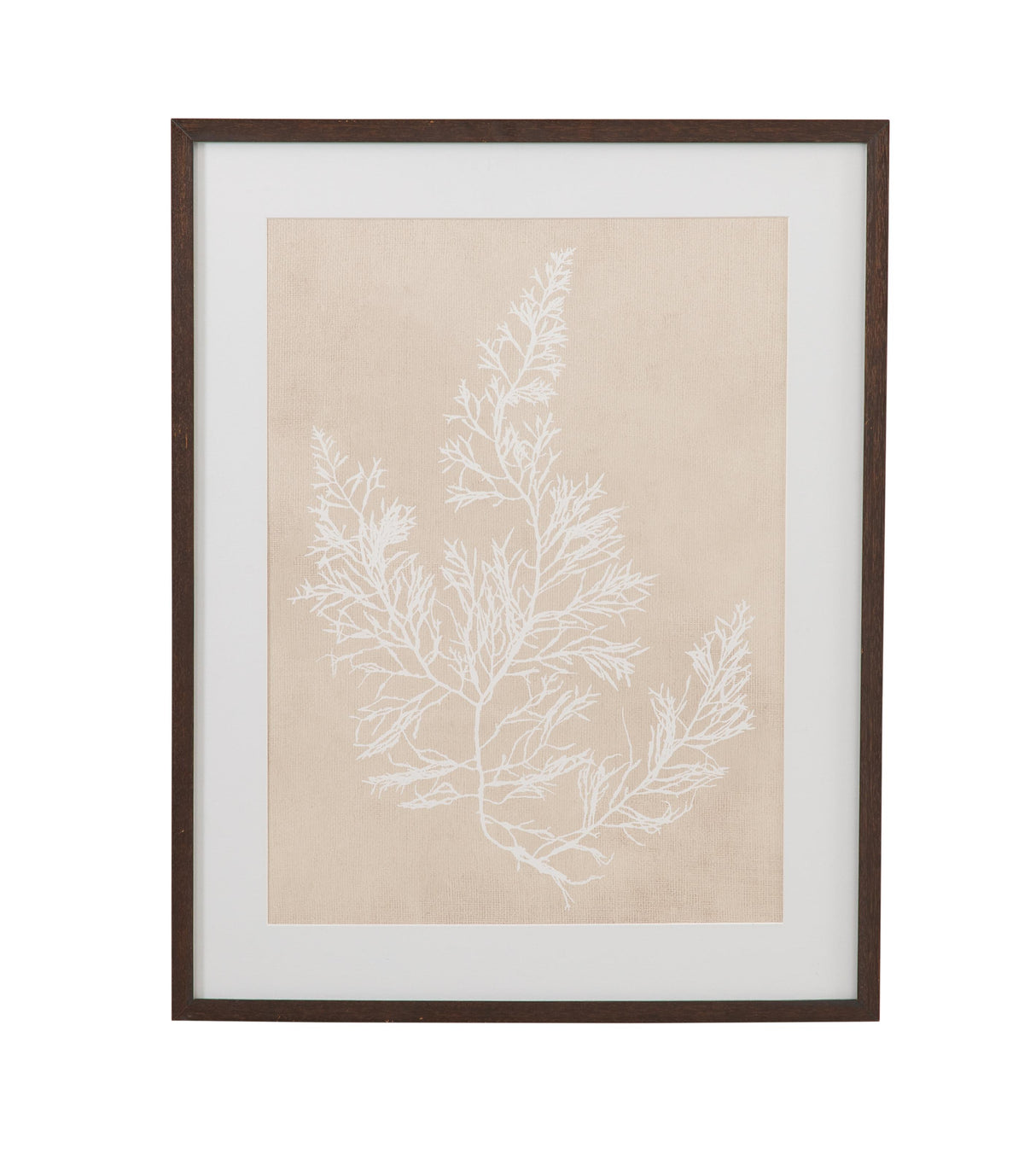 Bassett Beige, White, Light Gray, Dark Walnut Frame Cystoseira Faeniculacea Framed Print