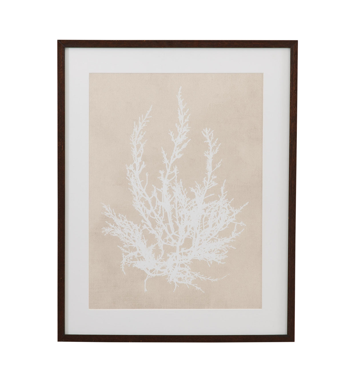 Bassett Beige, White, Light Gray, Dark Walnut Frame Cystoseira Ericoides Framed Print