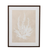 Bassett Beige, White, Light Gray, Dark Walnut Frame Cystoseira Ericoides Framed Print