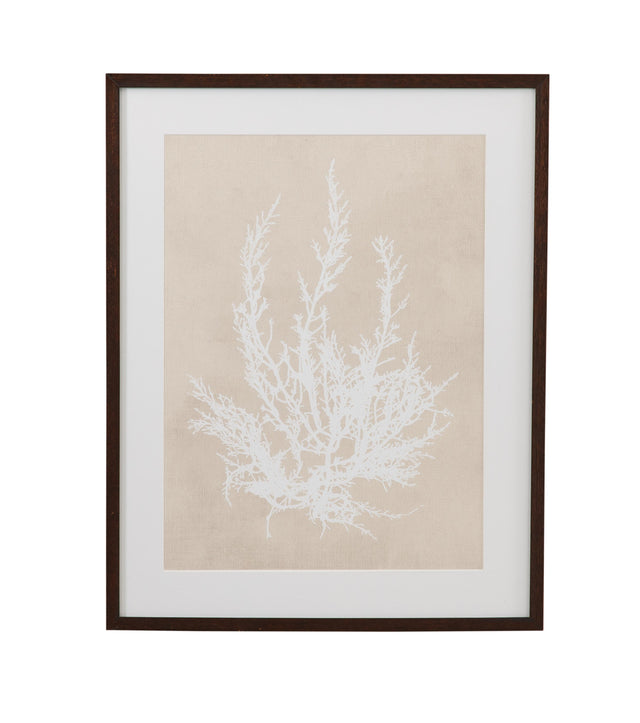 Bassett Beige, White, Light Gray, Dark Walnut Frame Cystoseira Ericoides Framed Print