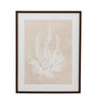 Bassett Beige, White, Light Gray, Dark Walnut Frame Cystoseira Ericoides Framed Print