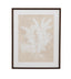 Bassett Beige, White, Light Gray, Dark Walnut Frame Ptilota Plumosa Framed Print