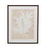 Bassett Beige, White, Light Gray, Dark Walnut Frame Ptilota Plumosa Framed Print