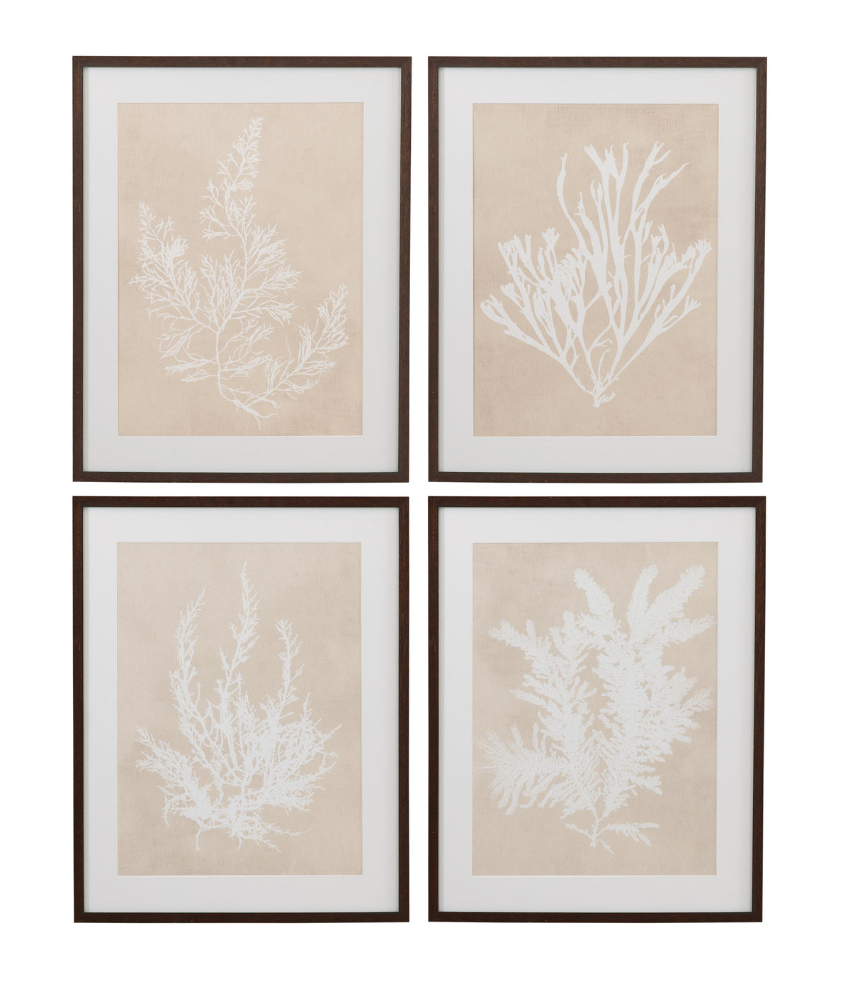 Bassett Beige, White, Light Gray, Dark Walnut Frame Ptilota Plumosa Framed Print