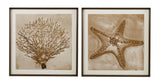 Bassett Tan, Brown, Off White, Weathered Black Frame Neutral Seafan & Starfish Framed Print s/2