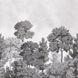 Advantage Delamere Mono Wall Mural