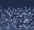 A-Street Prints Twilight Chinoiserie Midnight Blue Wall Mural