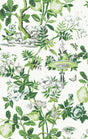 York Verdance Shantung Garden Scalamandre Self Adhesive Wallpaper