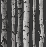 York Distinctive Black Birch Tree Wallpaper