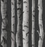 York Distinctive Black Birch Tree Wallpaper