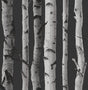 York Distinctive Black Birch Tree Wallpaper