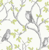 York Linden Green Owl Wallpaper