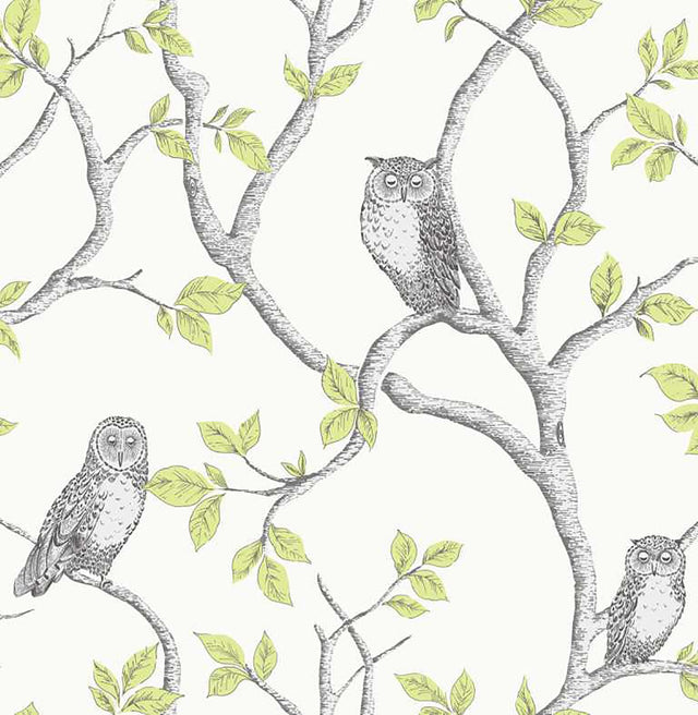 York Linden Green Owl Wallpaper