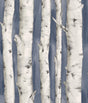York Pioneer Denim Birch Tree Wallpaper