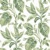 York Mangrove Green Botanical Wallpaper