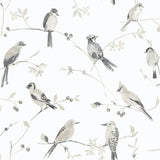 York Birdsong Grey Trail Wallpaper