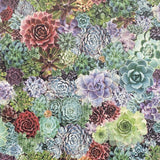 York Rhea Multicolor Succulents Wallpaper