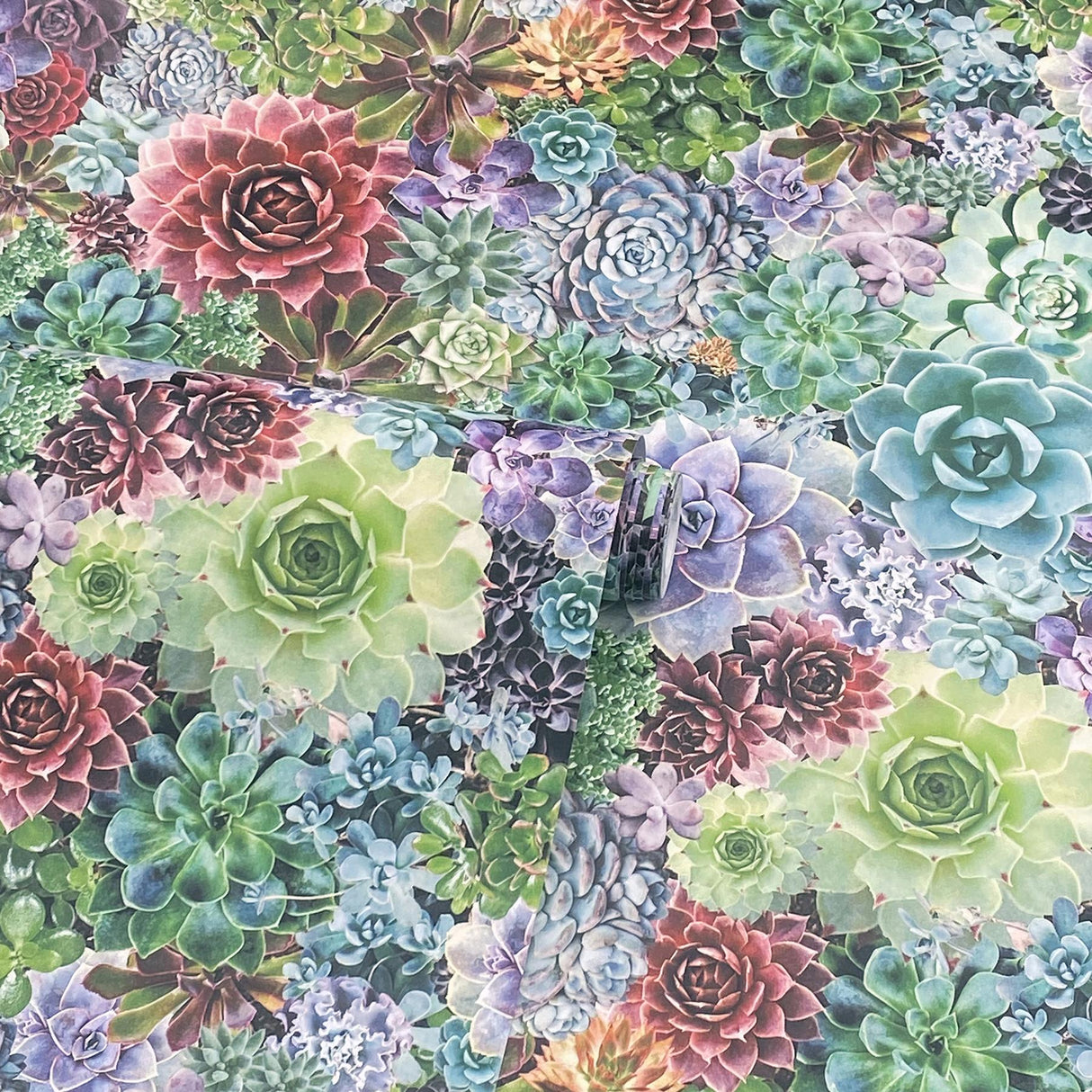 York Rhea Multicolor Succulents Wallpaper