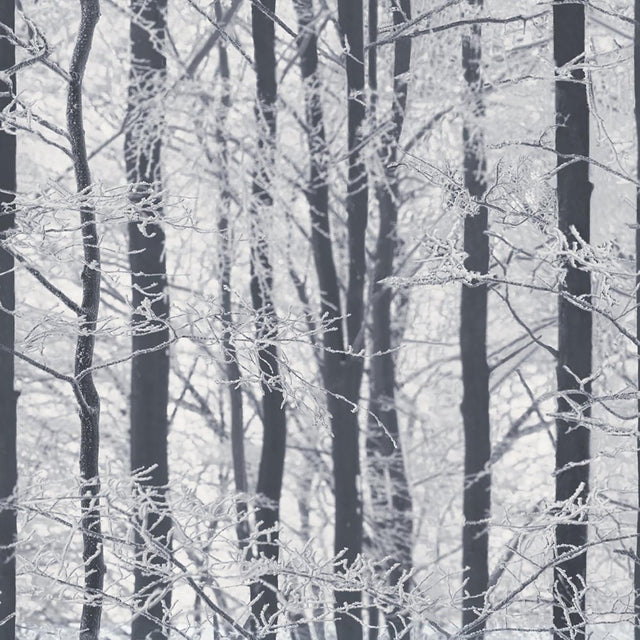 York Frosted Silver Winter Grove Wallpaper