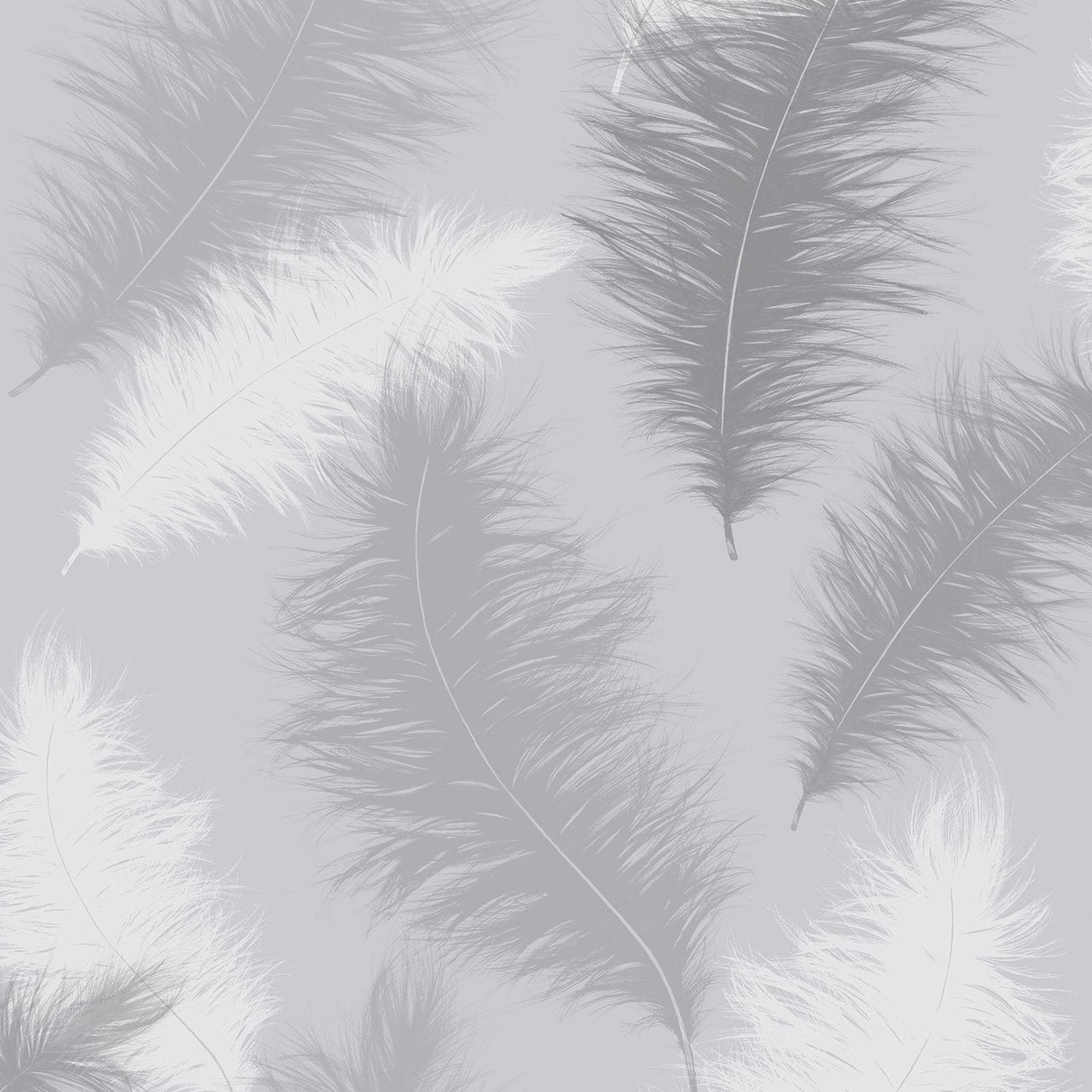 York Sussurro Grey Feathers Wallpaper