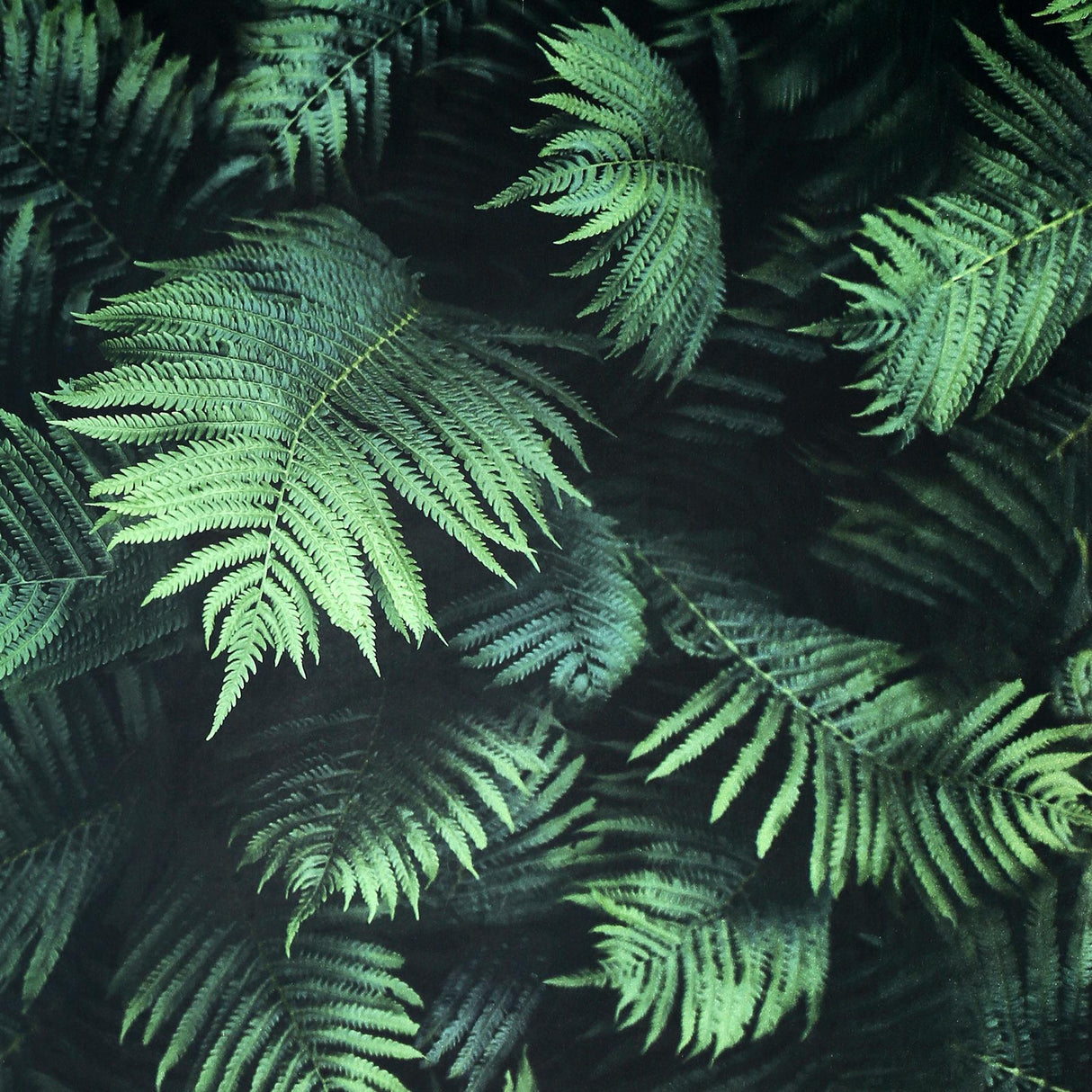 York Winona Green Ferns Wallpaper