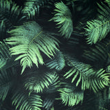 York Winona Green Ferns Wallpaper