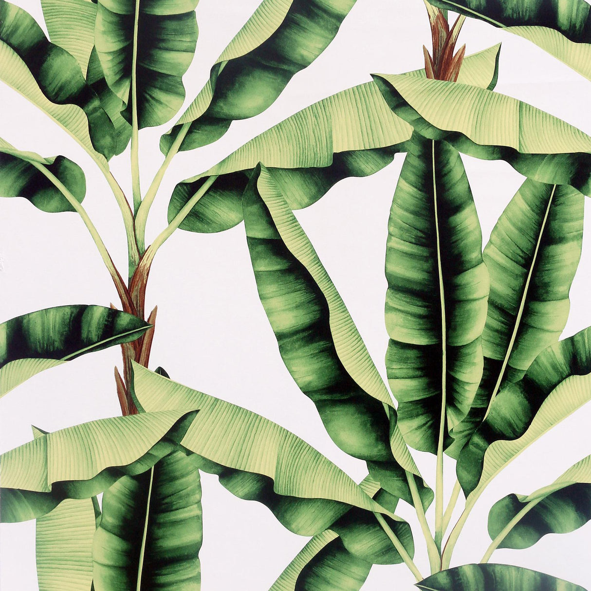 York Musa Green Palm Tree Wallpaper