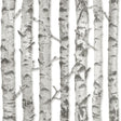 York Merman Light Grey Birch Tree Wallpaper