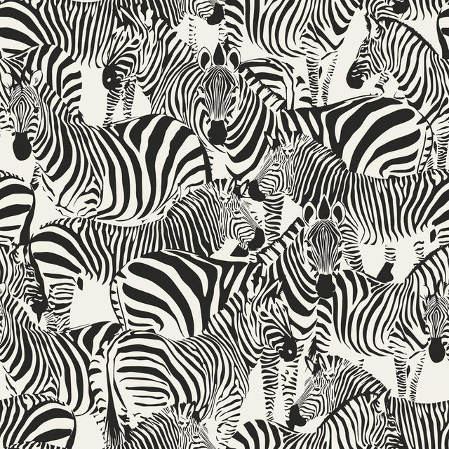 York Jemima Black Zebra Wallpaper