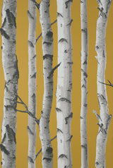 York Chester Mustard Birch Trees Wallpaper