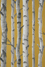 York Chester Mustard Birch Trees Wallpaper