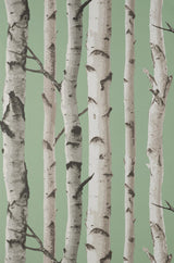 York Chester Sage Birch Trees Wallpaper