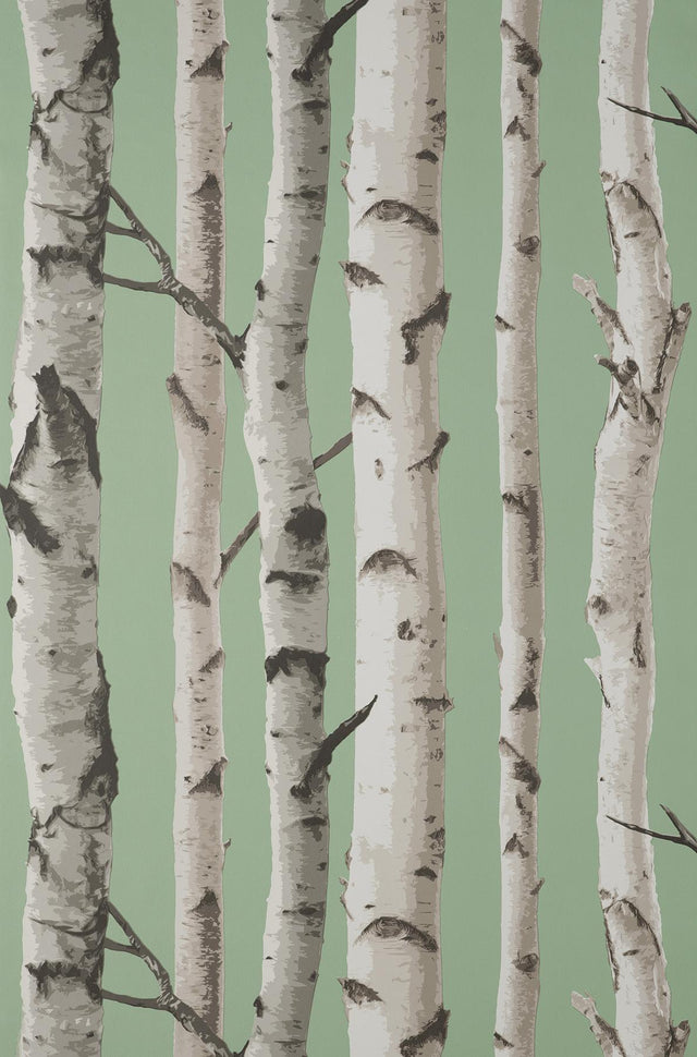 York Chester Sage Birch Trees Wallpaper