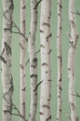 York Chester Sage Birch Trees Wallpaper