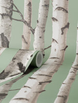 York Chester Sage Birch Trees Wallpaper