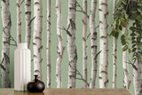 York Chester Sage Birch Trees Wallpaper