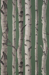 York Chester Dark Green Birch Trees Wallpaper