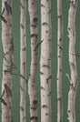 York Chester Dark Green Birch Trees Wallpaper